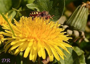 ab-nomada_6658